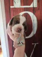 HeiHei, a male Basset Hound for sale in Mesa, AZ – 3 of 10