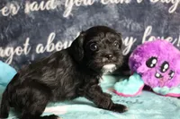 Daisy, a female Miniature Schnauzer and Cavalier King Charles Spaniel for sale in Show Low, AZ – 6 of 10