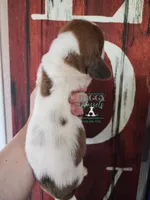 Tahiti, a female Basset Hound for sale in Mesa, AZ – 3 of 8