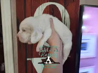 Celestia, a female Basset Hound for sale in Show Low, AZ – 4 of 8