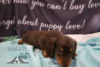 Penny, a female Miniature Dachshund for sale in Mesa, AZ – 7 of 10