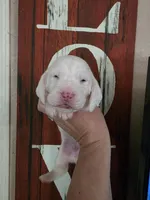Coryo Snow lace ears & blue eyes, a male Basset Hound for sale in Show Low, AZ – 5 of 8