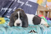 Maui, a male Basset Hound for sale in Mesa, AZ – 2 of 10