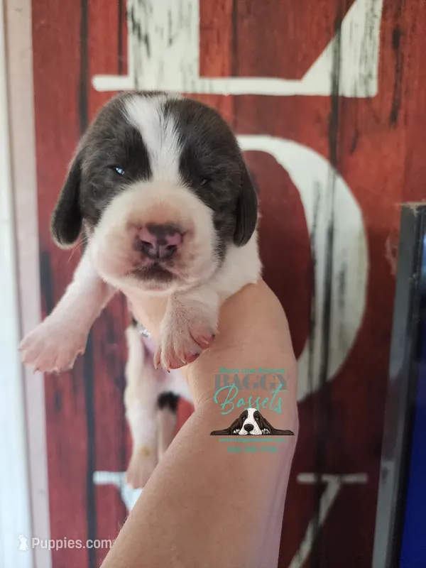 Maui – Basset Hound puppy for sale in Mesa, AZ