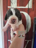 Maui, a male Basset Hound for sale in Mesa, AZ – 1 of 10
