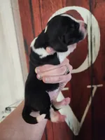 Allie, a female Basset Hound for sale in Show Low, AZ – 5 of 6
