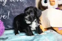 Daisy, a female Miniature Schnauzer and Cavalier King Charles Spaniel for sale in Show Low, AZ – 1 of 10
