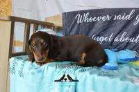 Penny, a female Miniature Dachshund for sale in Mesa, AZ – 10 of 10