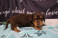 Curious George , a male Miniature Dachshund for sale in Mesa, AZ – 7 of 10