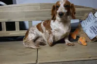 Ginny, a female Miniature Dachshund for sale in Show Low, AZ – 6 of 7
