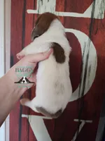 Tahiti, a female Basset Hound for sale in Mesa, AZ – 6 of 8