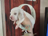 Flurry, a female Basset Hound for sale in Show Low, AZ – 8 of 8