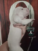 Shining Armor , a male Basset Hound for sale in Show Low, AZ – 8 of 10