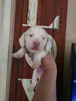 Lucky Flickerman lace ears& blue eyes, a male Basset Hound for sale in Show Low, AZ – 3 of 10