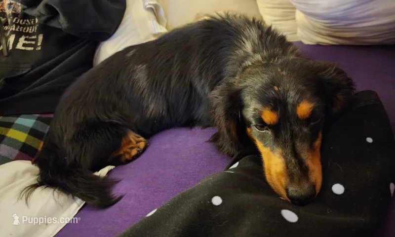 Fang  – Miniature Dachshund puppy for sale in Show Low, AZ