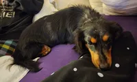Fang , a male Miniature Dachshund for sale in Show Low, AZ – 1 of 3