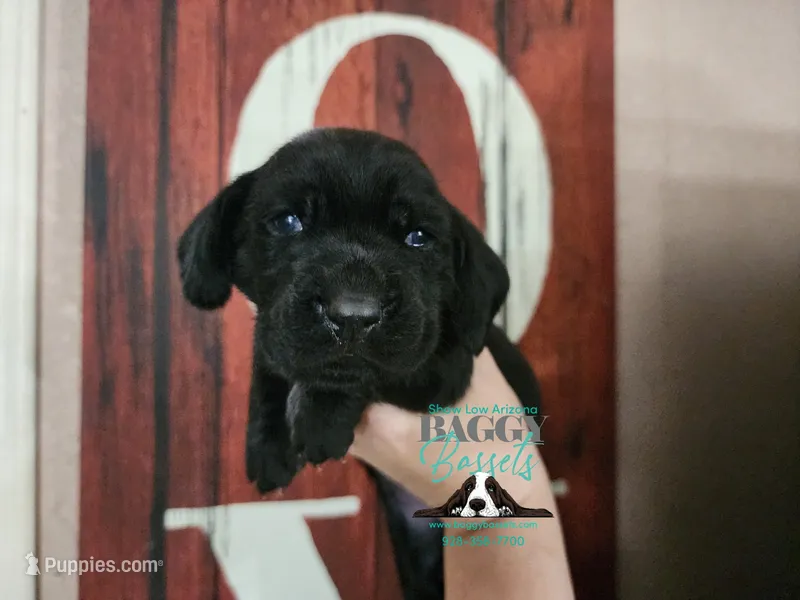 Patriot – Basset Hound puppy for sale in Show Low, AZ