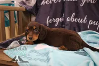 Penny, a female Miniature Dachshund for sale in Mesa, AZ – 10 of 10
