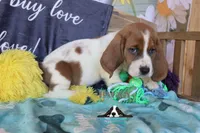 Tahiti, a female Basset Hound for sale in Mesa, AZ – 9 of 10