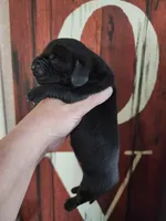 Justice, a male Basset Hound for sale in Show Low, AZ – 6 of 6