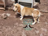 Penny, a female Basset Hound for sale in Mesa, AZ – 3 of 6