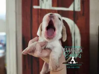 Flurry, a female Basset Hound for sale in Show Low, AZ – 5 of 8