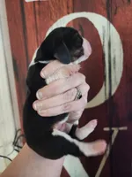 Fidel, a male Basset Hound for sale in Show Low, AZ – 4 of 5