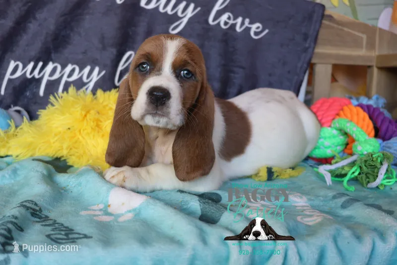 Tahiti – Basset Hound puppy for sale in Mesa, AZ