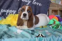 Tahiti, a female Basset Hound for sale in Mesa, AZ – 1 of 10