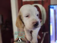 King Sombra, a male Basset Hound for sale in Show Low, AZ – 2 of 10