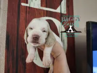 Twilight, a female Basset Hound for sale in Show Low, AZ – 7 of 10