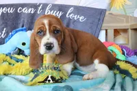 Simea, a female Basset Hound for sale in Mesa, AZ – 7 of 10