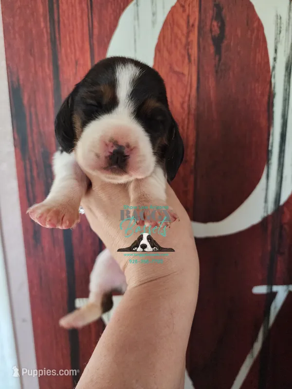 Sina – Basset Hound puppy on hold in Mesa, AZ