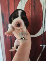Sina, a female Basset Hound for sale in Mesa, AZ – 1 of 8