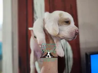 Discord, a male Basset Hound for sale in Show Low, AZ – 2 of 9