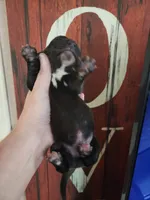 Valor, a male Basset Hound for sale in Show Low, AZ – 5 of 5