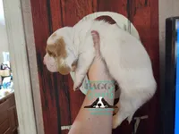 Spike, a male Basset Hound for sale in Show Low, AZ – 4 of 9