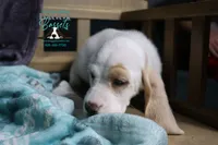 Flurry blue eyes & lace ear, a female Basset Hound for sale in Show Low, AZ – 3 of 10