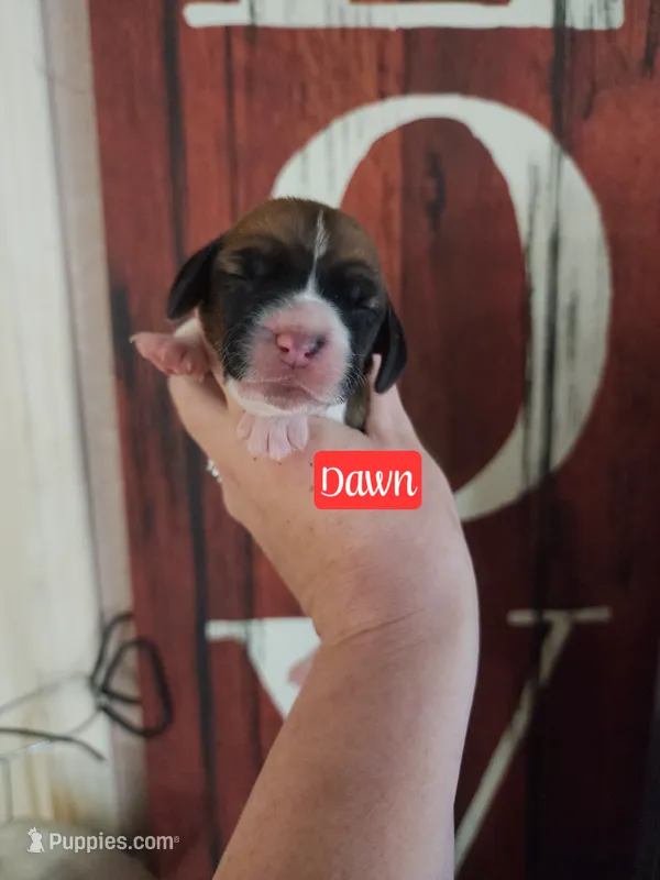 Dawn – Basset Hound puppy for sale in Show Low, AZ