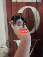 Dawn, a female Basset Hound for sale in Show Low, AZ – 1 of 5