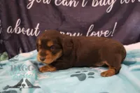 Curious George , a male Miniature Dachshund for sale in Mesa, AZ – 2 of 10