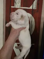 Casca Highbottom lace ears & blue eyes, a male Basset Hound for sale in Show Low, AZ – 8 of 10