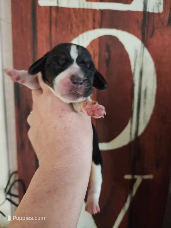 Liberty – Basset Hound puppy for sale in Show Low, AZ
