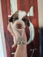HeiHei, a male Basset Hound for sale in Mesa, AZ – 9 of 10