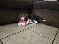 Sally May, a female Basset Hound for sale in Show Low, AZ – 5 of 10