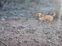 Nala, a female Basset Hound for sale in Mesa, AZ – 6 of 10