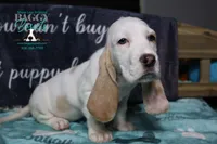Celestia blue eyes & lace ear, a female Basset Hound for sale in Show Low, AZ – 4 of 10