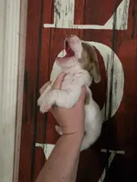Volumia, a female Basset Hound for sale in Show Low, AZ – 7 of 8
