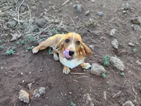 Nala, a female Basset Hound for sale in Mesa, AZ – 4 of 10