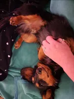 Fang , a male Miniature Dachshund for sale in Show Low, AZ – 2 of 3